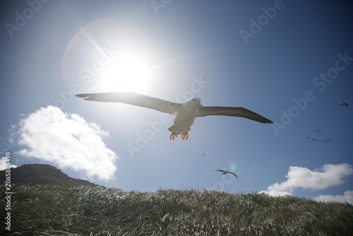 Fotografía Black-browed Albatross soaring near a colony on the Falkland Islands