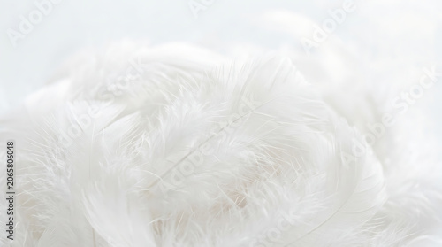 Soft white fluffy feathers, closeup texture background