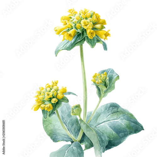 Photos Phlomis watercolor vector, hand-painted style, high-quality illustration isolated on white background
