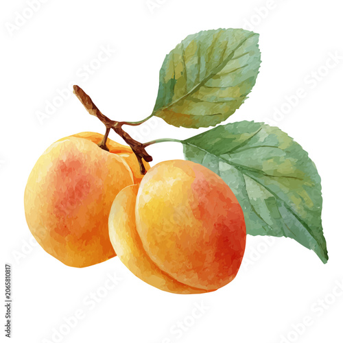 Foto Apricot watercolor vector illustration, high-quality artwork isolated on a pure white background