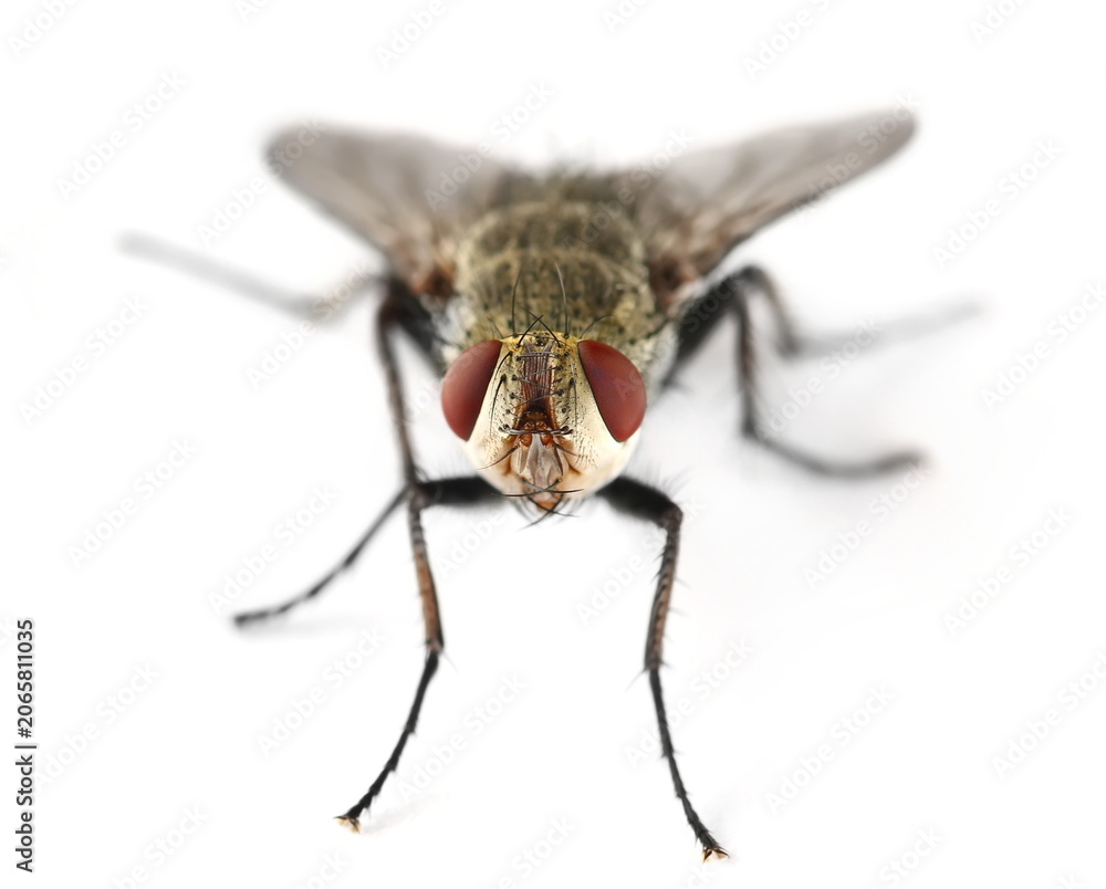 Fototapeta premium Close up flesh fly, grey sarcophaga carnaria, isolated on white background, side view