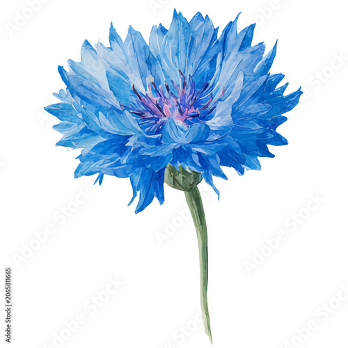 Bilde på lerret Stylized watercolor Cornflower vector, modern artistic illustration with high-quality details on a pure white background