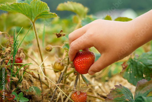 Obraz na plátne Close up of hand picking ripe Albion strawberry in organic garden