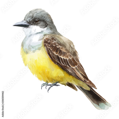 Принти на полотні Kingbird watercolor vector illustration, high-quality artwork isolated on a pure white background