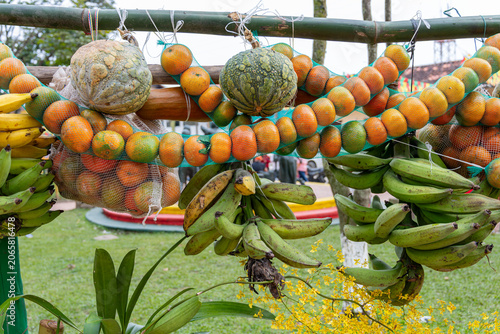 Obraz na plátne Fresh bananas, oranges, and gourds hanging from a bamboo structure at an outdoor