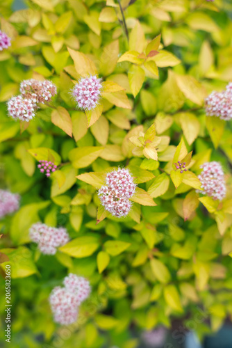 Close up of Japanese spiraea shrub with fluffy pink blossoms in summer garden. Vertical view of golden princess spiraea plant blooming on a sunny day.