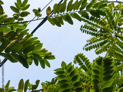 Looking Up Through Dense Green Tropical Foliage and Branches