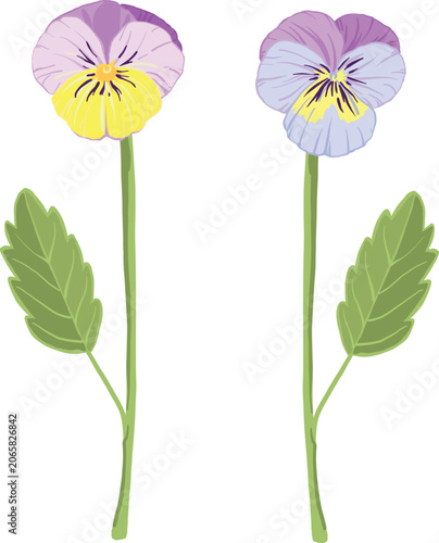 lilac vector viola flowers, sprout, leaf, pansies, violets