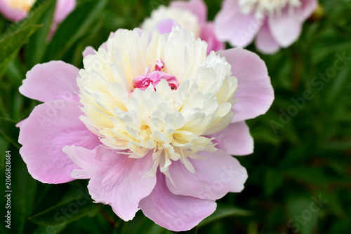 Beautiful variety of peony flower named Philomele