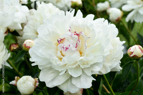 June garden with white peonies named Festiva Maxima in full bloom