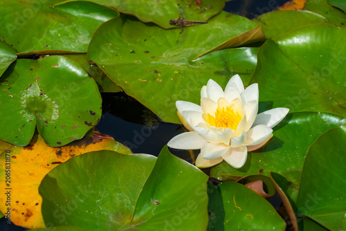 Konstfotografi White water lily blooming among green lily pads on pond surface