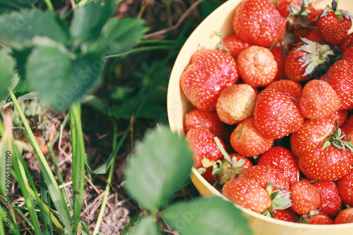 ripe strawberries picked in a dish on a garden bed