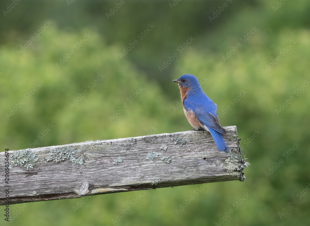 Obraz premium Male Eastern Bluebird on a weathered railing with blurred tree in background