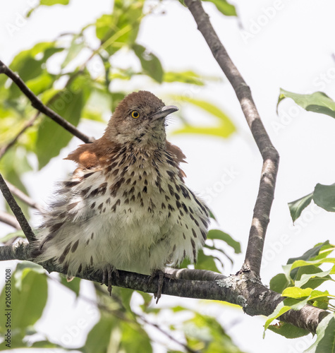 Foto Windblown Brown Thrasher closeup in a tree