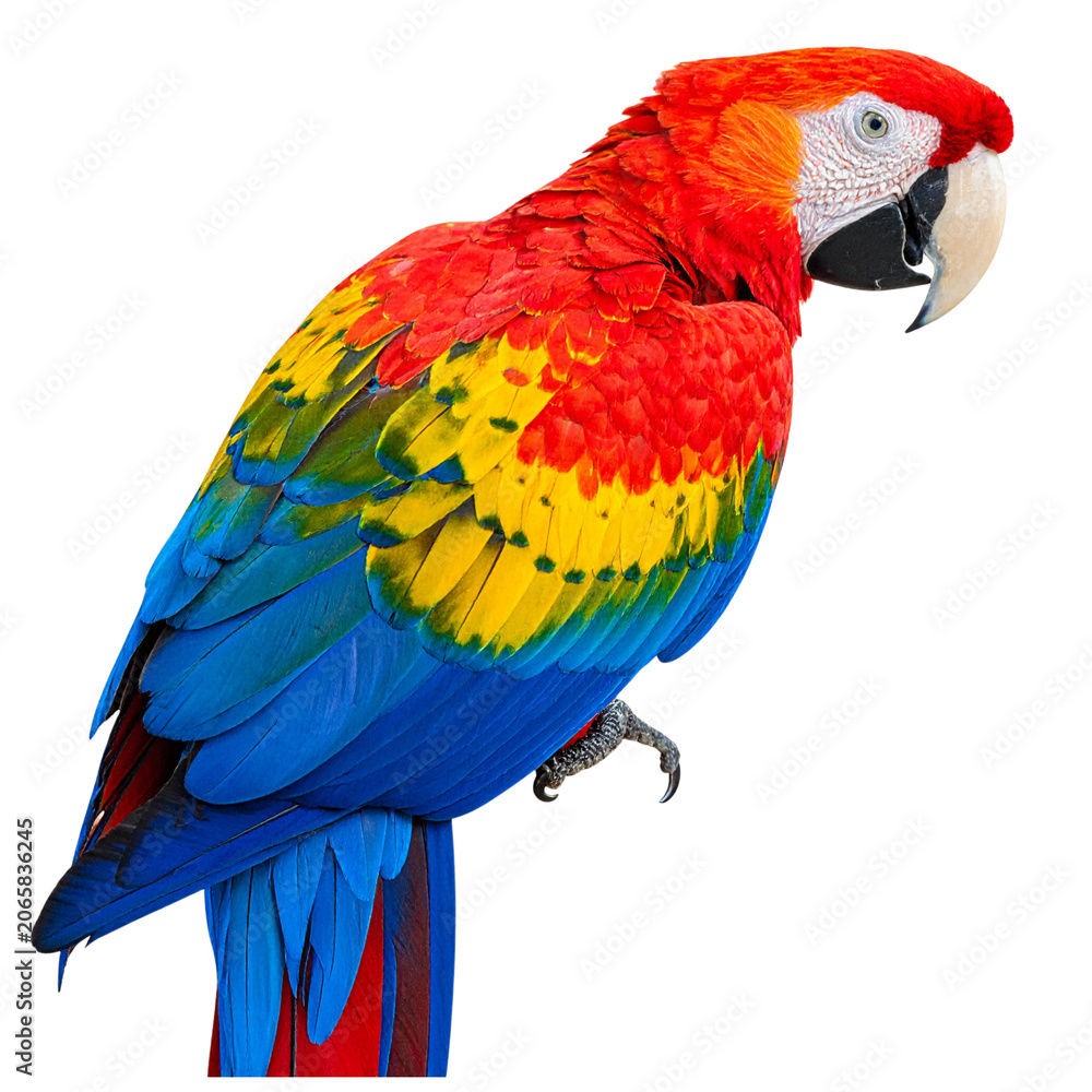 Obraz premium Colorful Macaw Parrot Side View Isolated on Transparent Background