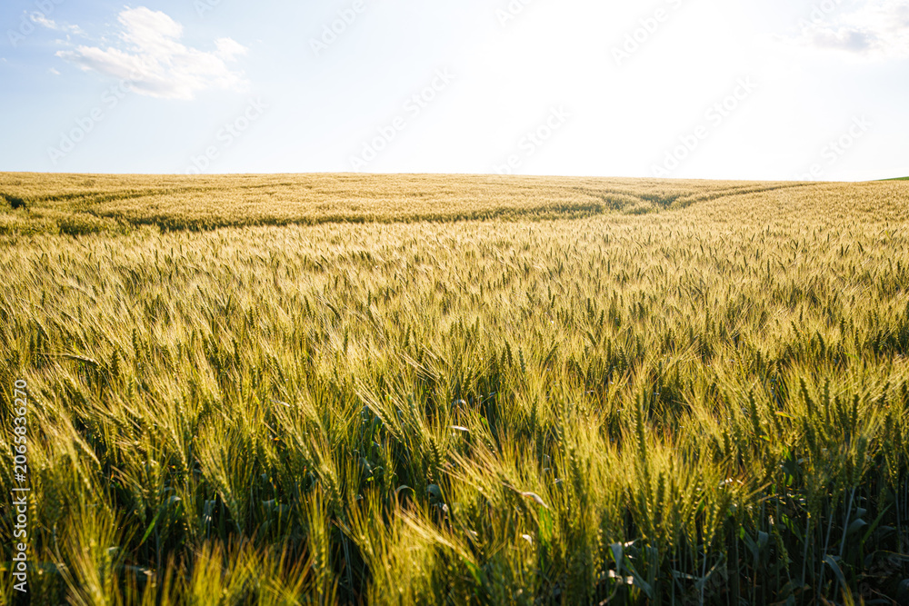 Obraz premium Green wheat field at sunset, scenic agricultural concept of young cereal crop growing in evening sunlight