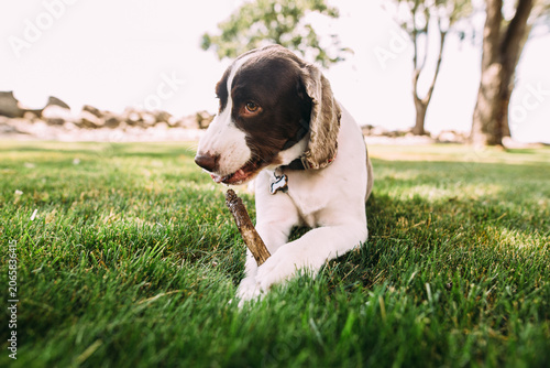 Cuadro en lienzo Dog chewing on stick