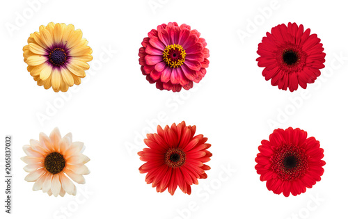 Set of six colorful decorative summer flowers with isolated background botanical colorful composition decorative ornamental collection perennial gardening freshness