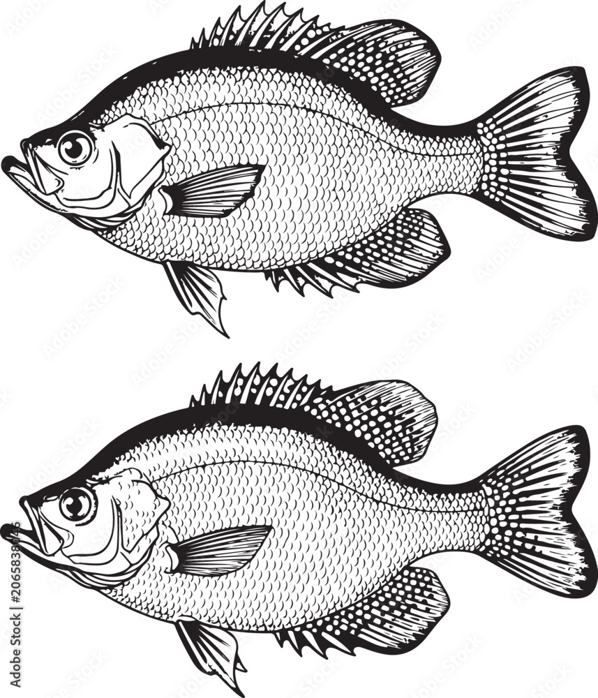 Fototapeta premium Black crappie illustration black and white outline for fishing sports and outdoors activities.