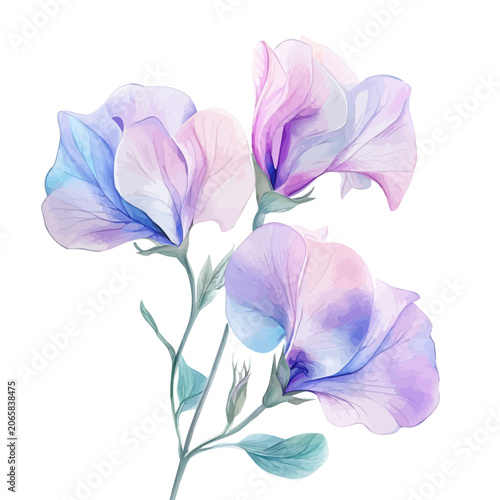 Schilderij op canvas Sweet Pea Flower watercolor illustration, semi-realistic fantasy watercolor illu