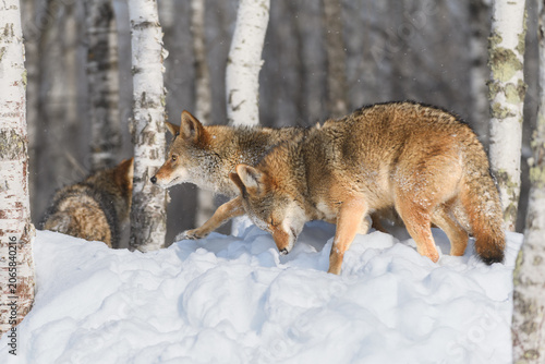 Coyotes (Canis latrans) Move Left Amongst Birch Trees Winter