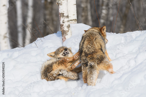 Coyote (Canis latrans) Grimaces Teeth Bared Pushing Packmate Away Winter