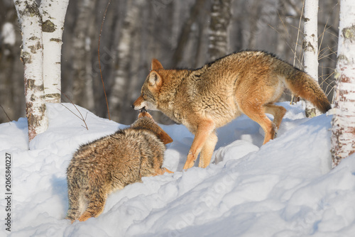 Coyote (Canis latrans) in Submissive Posture to Packmate Winter