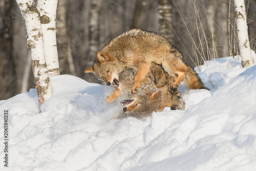 Coyote (Canis latrans) Snaps and Rolls Packmate in Snow Winter
