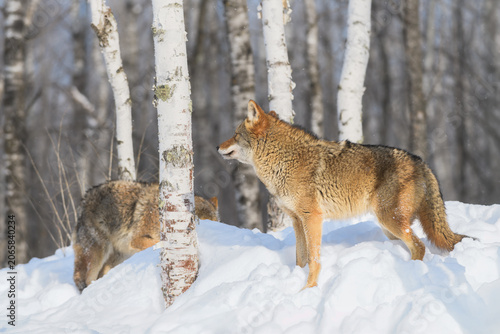 Coyotes (Canis latrans) Stand in Birch Forest Winter
