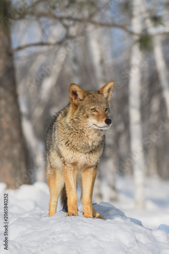 Coyote (Canis latrans) Stands in Front of Forest Winter