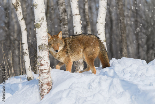 Coyote (Canis latrans) Lowers Head Eyes Closed in Snow Winter