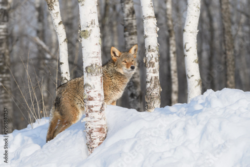 Coyote (Canis latrans) Stands Behind Birch Tree Looking Up Winter