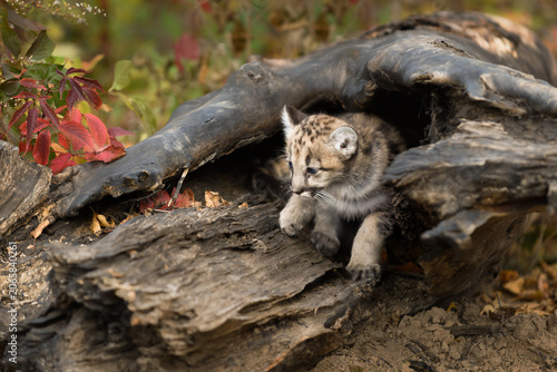 Cougar Kitten (Puma concolor) Crawls Out of Hollowed Log Autumn
