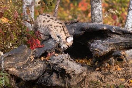 Cougar Kitten (Puma concolor) Looks Down Into Log Autumn