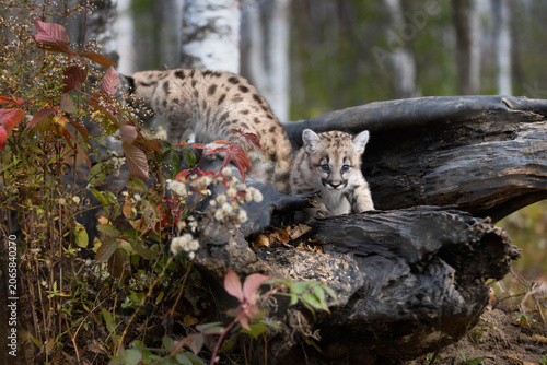 Cougar Kittens (Puma concolor) Investigate Top of Log Autumn