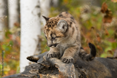 Cougar Kitten (Puma concolor) Crawls Along Top of Log Autumn