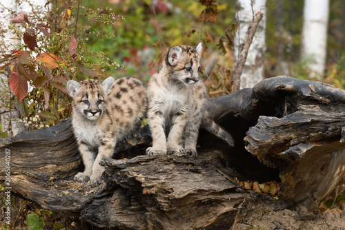 Cougar Kittens (Puma concolor) Atop Log Autumn