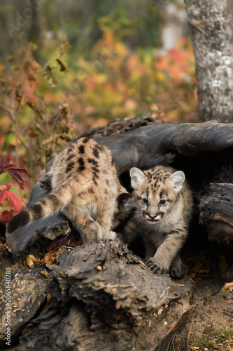 Cougar Kittens (Puma concolor) Pass On Log Autumn