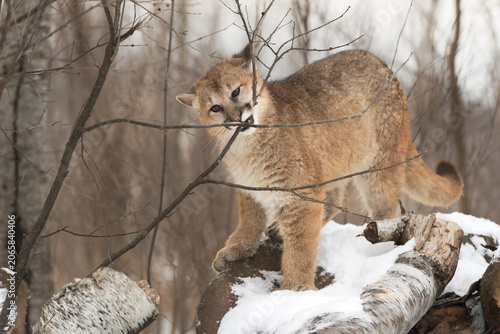 Female Cougar (Puma concolor) Gnaws on Branch Winter
