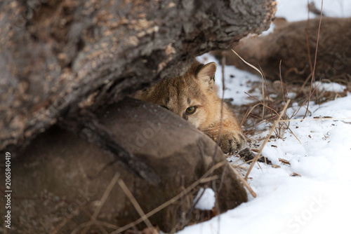 Female Cougar (Puma concolor) Stares Out From Behind Log and Rock Winter