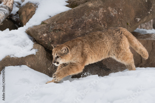 Female Cougar (Puma concolor) Runs Left in Front of Rock Through Snow Winter