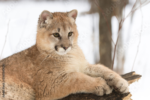 Female Cougar (Puma concolor) Lies on Log Looking Right Winter