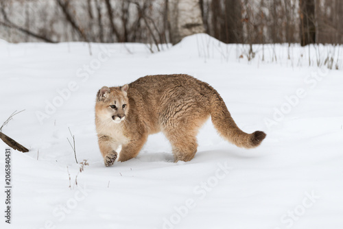 Female Cougar (Puma concolor) Lifts Paw From Snow While Turning Right Winter