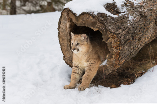Female Cougar (Puma concolor) Leans Out of End of Hollow Log Winter
