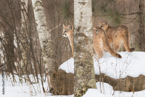 Female Cougars (Puma concolor) Stands Together on Rock Behind Tree Winter