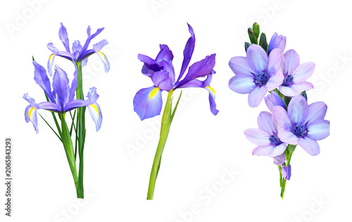 Three stems of purple iris and blue freesia flowers isolated with botanical isolated delicate decoration blooming colorful springtime