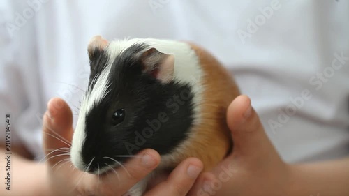 child holds a three-colored guinea pig in his hands