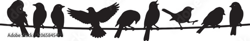 Some Birds Sitting On Branch Silhouette