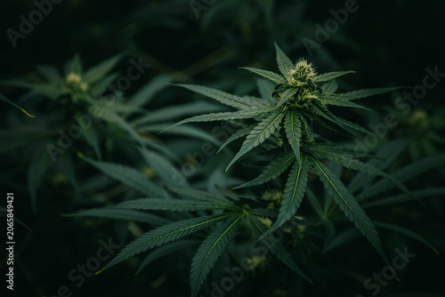 Closeup thai cannabis plant with flowering bud for botanical cultivation background and herbal product design in moody green light