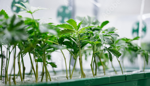 Obraz na płótnie cannabis seedling propagation tray with clones in grow room greenhouse for nurse